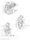 Fig. 02 - Device to permit offpump beating heart coronary bypass surgery