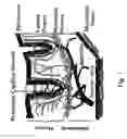 Fig. 02 - Method of recognizing abnormal tissue using the detection of early increase in microvascular blood content