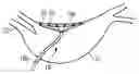 Fig. 01 - Mapping catheter as well as mapping catheter apparatus and associated method