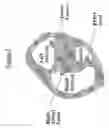 Fig. 09 - Global cardiac performance
