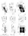 Fig. 09 - Probes, systems, and methods for examining tissue according to the dielectric properties thereof