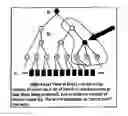 Fig. 01 - Hierarchical ant clustering and foraging