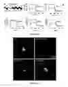 Fig. 06 - Method of promoting delivery of an antioxidant agent to a cell expression neuroligin