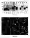 Fig. 07 - Method of promoting delivery of an antioxidant agent to a cell expression neuroligin