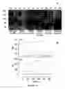 Fig. 08 - Method of promoting delivery of an antioxidant agent to a cell expression neuroligin