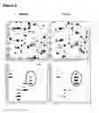 Fig. 06 - TAT-031 and methods of assessing and treating cancer