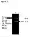 Fig. 16 - TAT-031 and methods of assessing and treating cancer