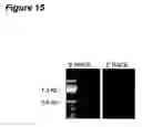 Fig. 18 - TAT-031 and methods of assessing and treating cancer