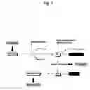 Fig. 02 - Screening method for selecting plants that show reduced wound-induced surface discolouration and plant and plant parts thus obtained