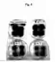 Fig. 05 - Screening method for selecting plants that show reduced wound-induced surface discolouration and plant and plant parts thus obtained