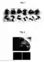 Fig. 06 - Screening method for selecting plants that show reduced wound-induced surface discolouration and plant and plant parts thus obtained