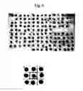 Fig. 07 - Screening method for selecting plants that show reduced wound-induced surface discolouration and plant and plant parts thus obtained