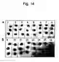Fig. 11 - Screening method for selecting plants that show reduced wound-induced surface discolouration and plant and plant parts thus obtained