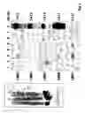 Fig. 09 - Tissue specific promoters