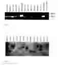 Fig. 04 - Increased stress tolerance and enhanced yield in plants