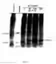 Fig. 06 - Increased stress tolerance and enhanced yield in plants