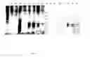Fig. 07 - Increased stress tolerance and enhanced yield in plants