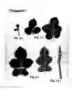Fig. 03 - Botanical designation