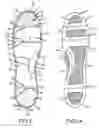 Fig. 02 - COMPOSITE FOOTWEAR INSOLE