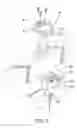 Fig. 04 - Safe disengaging device for the pull cord of a blind