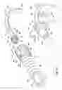 Fig. 09 - Ventilator to tracheotomy tube coupling