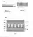 Fig. 02 - Optoelectronic device and fabrication method