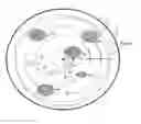 Fig. 01 - Microwave susceptor assembly having overheating protection