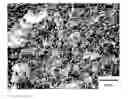 Fig. 01 - Carbon-based electrically conducting filler, composition and use thereof