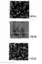 Fig. 05 - Density and hardness pressureless sintered and post-HIPed BC