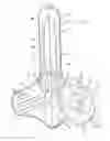 Fig. 01 - Bicycle seat