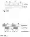 Fig. 06 - Optical devices with cascaded liquid crystal elements