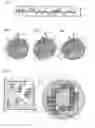 Fig. 03 - Diffractive security element comprising a half-tone picture