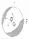 Fig. 05 - Capsule with foam conditioning feature