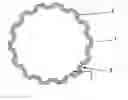 Fig. 01 - Tooth profile of a spline shaft