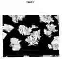 Fig. 03 - Hydroxyapaltite calcium phosphate granules, method for preparing same and uses thereof