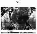 Fig. 04 - Hydroxyapaltite calcium phosphate granules, method for preparing same and uses thereof