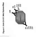 Fig. 02 - Cln101 antibody compositions and methods of use alone and in combination with prostate specific antigen and other cancer markers