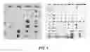 Fig. 02 - METHODS AND COMPOSITIONS FOR DIAGNOSIS AND IMMUNOTHERAPY OF POLLEN ALLERGY