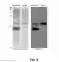 Fig. 07 - METHODS AND COMPOSITIONS FOR DIAGNOSIS AND IMMUNOTHERAPY OF POLLEN ALLERGY
