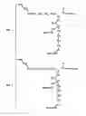 Fig. 03 - Novel PEGylation agent