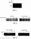 Fig. 02 - Composition for inducing immune response comprising inverted microsomes