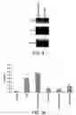 Fig. 03 - Composition for inducing immune response comprising inverted microsomes