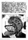 Fig. 08 - Composition for inducing immune response comprising inverted microsomes