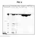 Fig. 05 - Re-targeted toxin conjugates