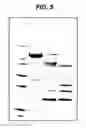 Fig. 06 - Re-targeted toxin conjugates