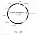 Fig. 12 - Epitope synchronization in antigen presenting cells