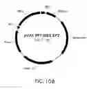 Fig. 13 - Epitope synchronization in antigen presenting cells
