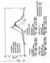 Fig. 16 - Epitope synchronization in antigen presenting cells