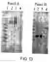 Fig. 12 - Recombinant toxin fragments
