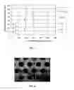 Fig. 03 - Biomedical device having crosslinked biopolymer micro pattern and preparation thereof
